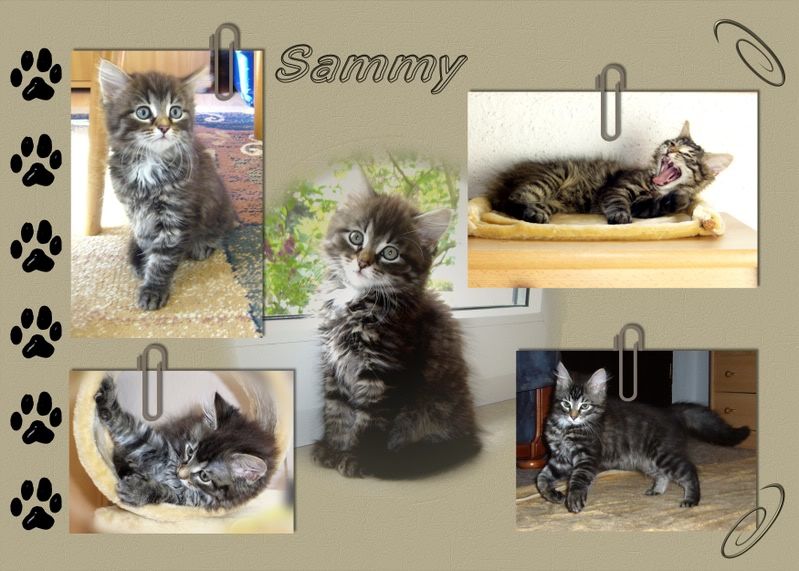 [Bild: Scrap1-sammy.jpg]