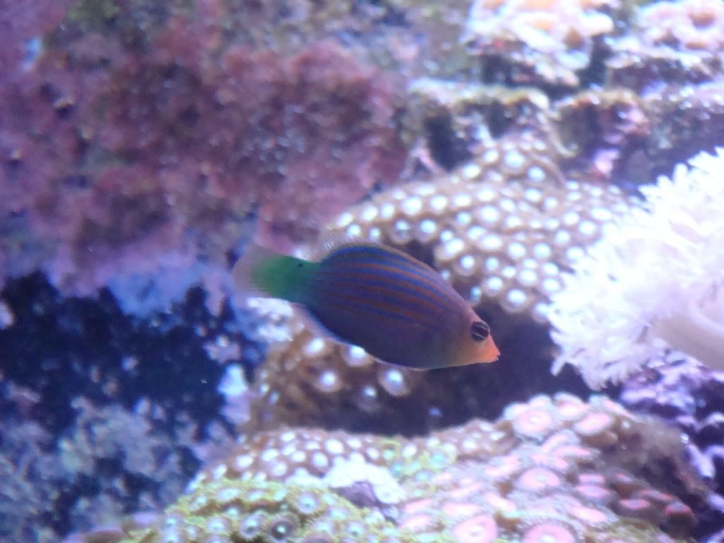 Six Line Wrasse