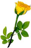 image010.jpg FRIENDSHIP --ROSE image by dymonds_02