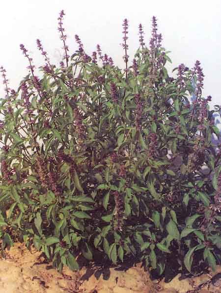 Tulsi Pata