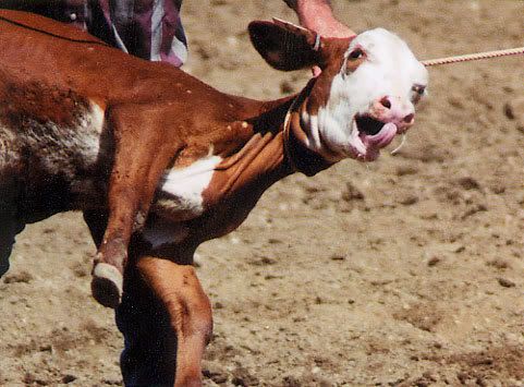 rodeo53-1-1.jpg