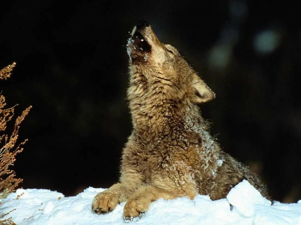 lobos lobos