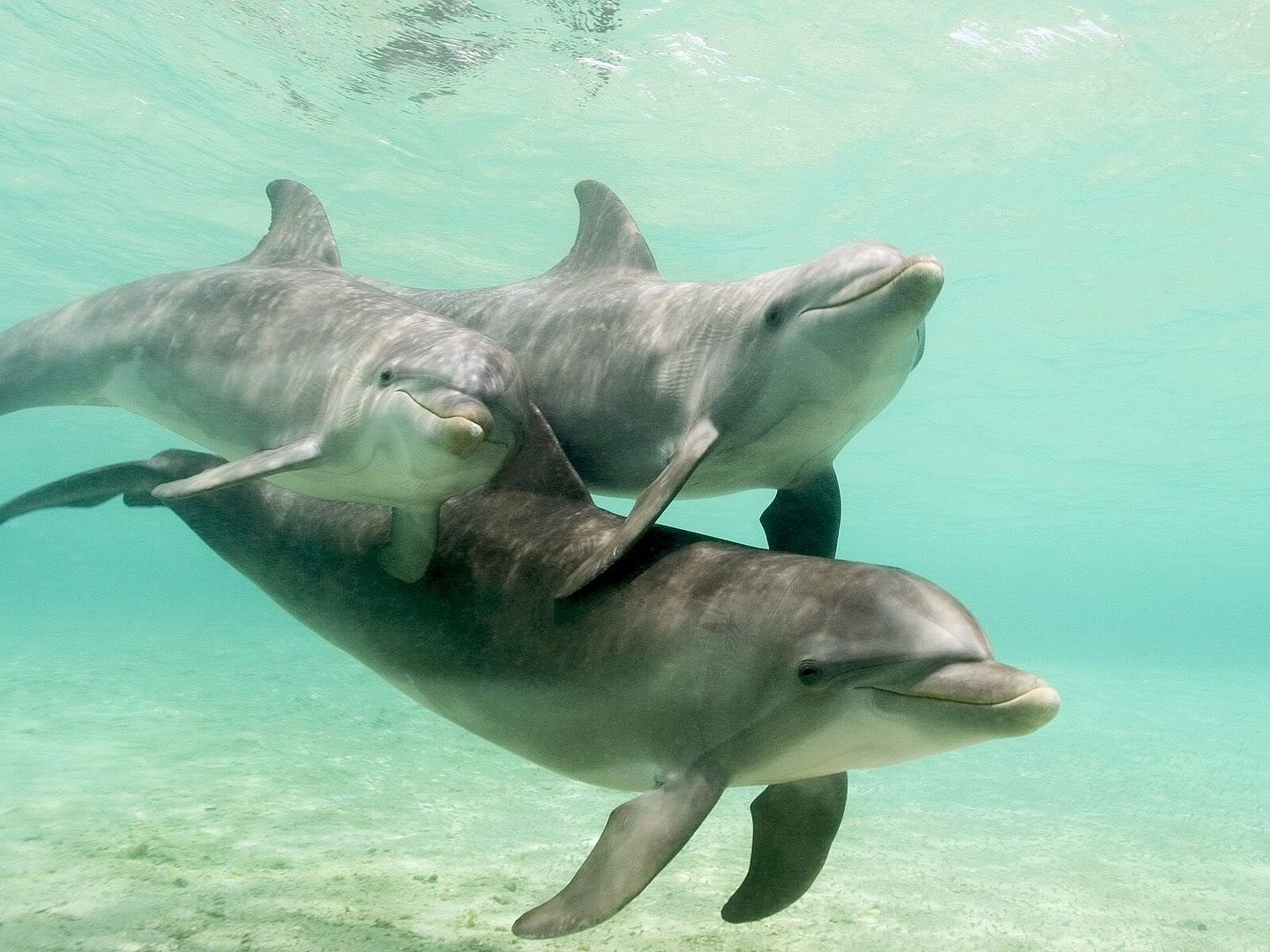 Bottlenose Dolphins Caribbean Sea H
