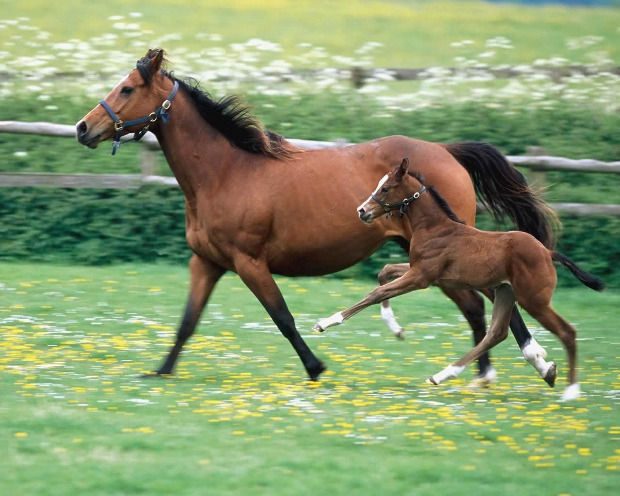 horse mom and baby 1280x1024
