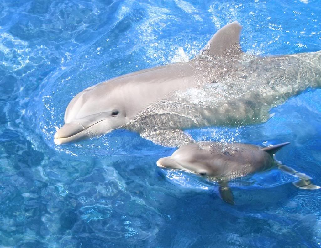 WaiohakaupoBabyDolphin 1