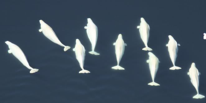 beluga whale habitat. of eluga whales