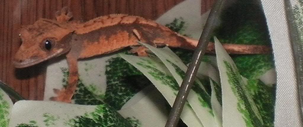 gecko.jpg