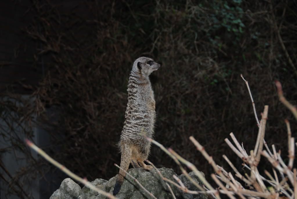 DSC_0091.jpg