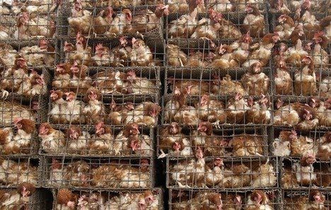  photo factory-farm-chickens.jpg