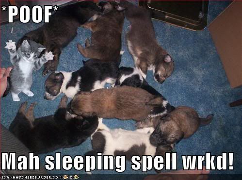 funny-pictures-kitten-sleeping-spell-on-dogs.jpg