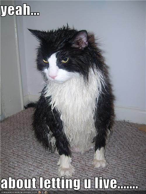 Angry Wet Cat