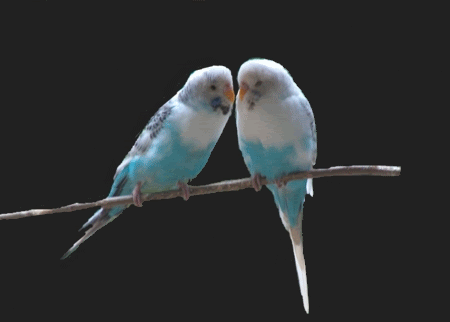 photo kiss-comment12.gif
