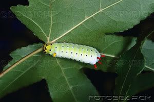 colorful-caterpillar-leaf_CB012008.jpg