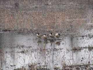 Canadian Geese