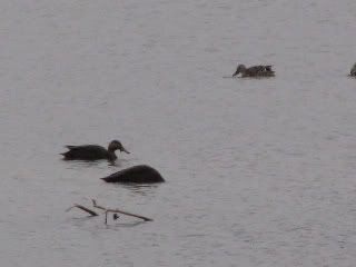Mallard Ducks