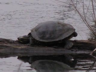 Turtle - unsure of species