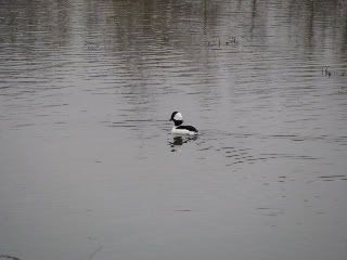 Bufflehead Duck
