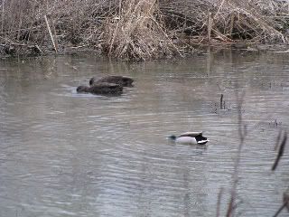 Mallard Ducks