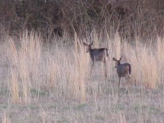 Whitetail Deer
