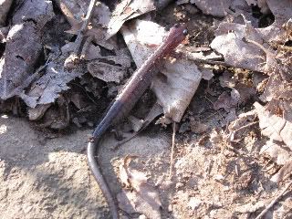 Salamander - I'm not 100% certain of species, but my best guess is the leadback color phase of the Redback Salamander