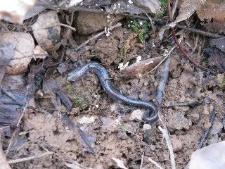 Salamander - unsure of species
