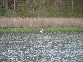Great Egret - endangered in PA