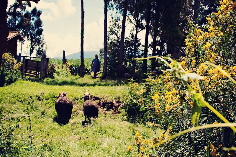 Peru,Cusco,Sacred Valley,Lares Valley,Chinchero