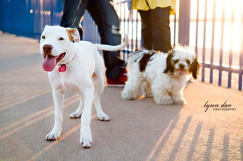 tempe,dogs,pets