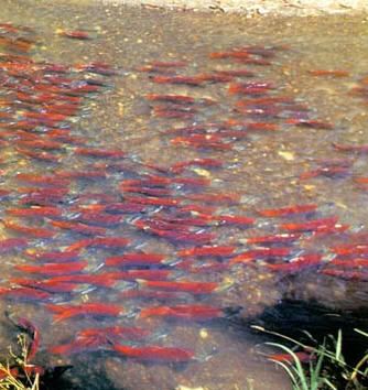 salmon run Pictures, Images and Photos