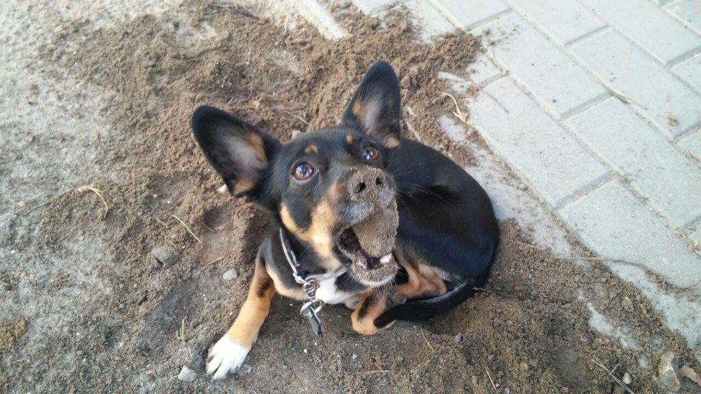 261dee0a78ffdd3417b7b406c74320aa3687cfd7