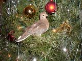 PicsbeforeX-Mas010.jpg image by blithe87