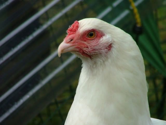 chicken beak clip art - photo #43