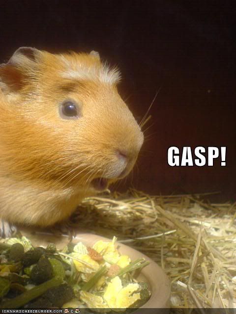 funny-pictures-gasp-hamster.jpg