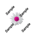  photo flower1SAMPLE.png