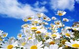 Spring_Daisys.jpg image by rubybloom72