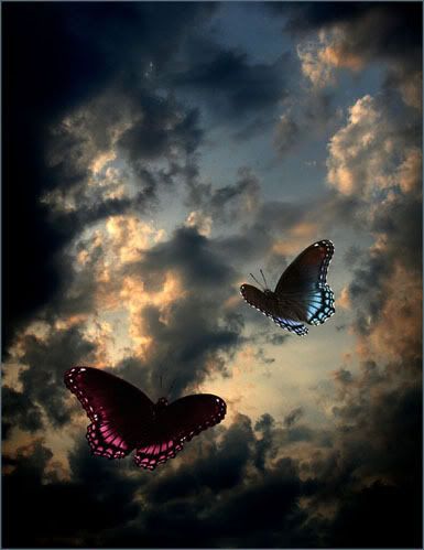 Butterflies in the sky Pictures, Images and Photos