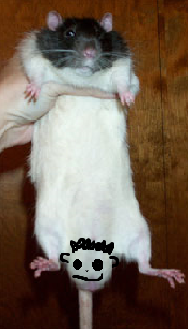 ratrat.png