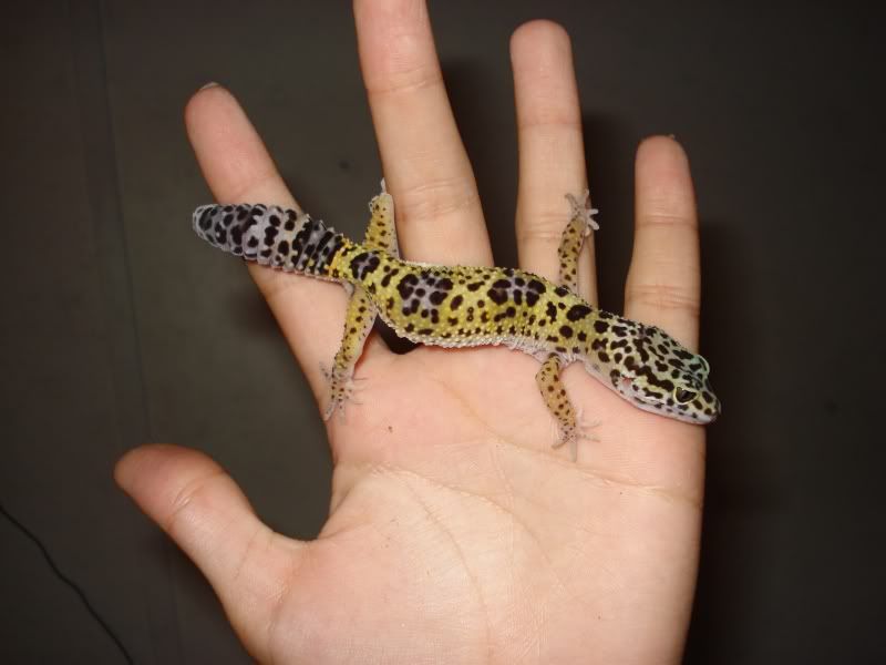 gecko986.jpg