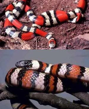 Imagens de uma Cobra Coral