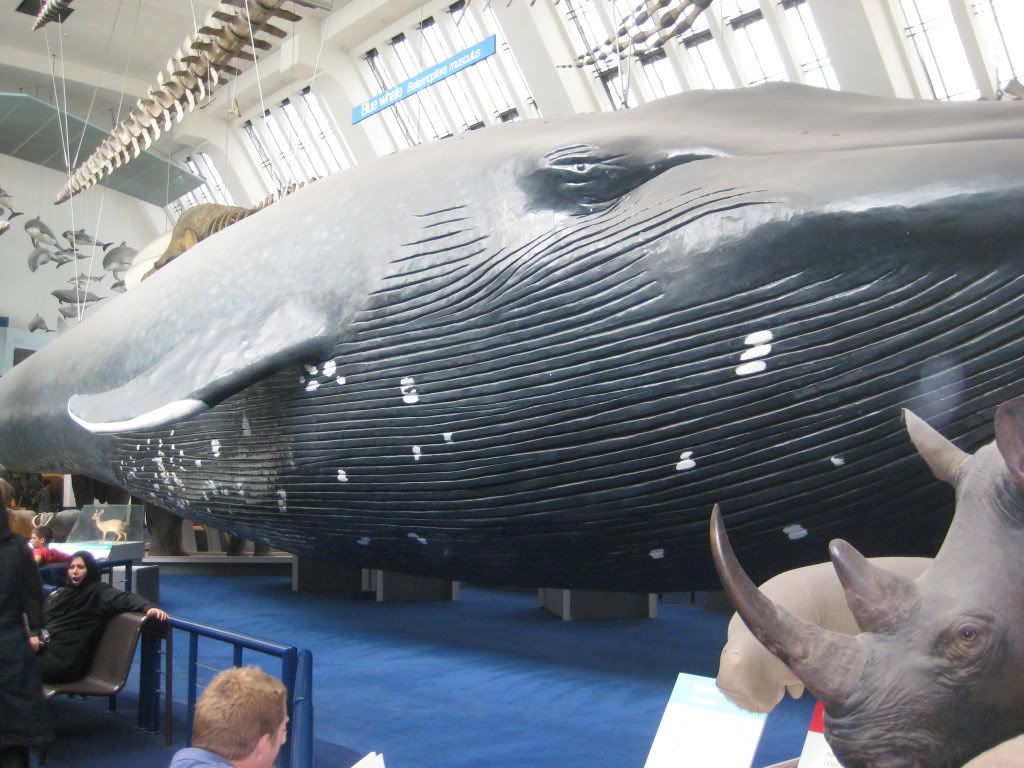 Blue Whale Size Comparison Chart