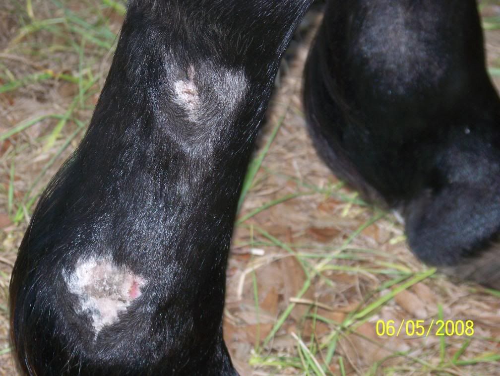 Showing a horse with decent sized scars... The Horse Forum