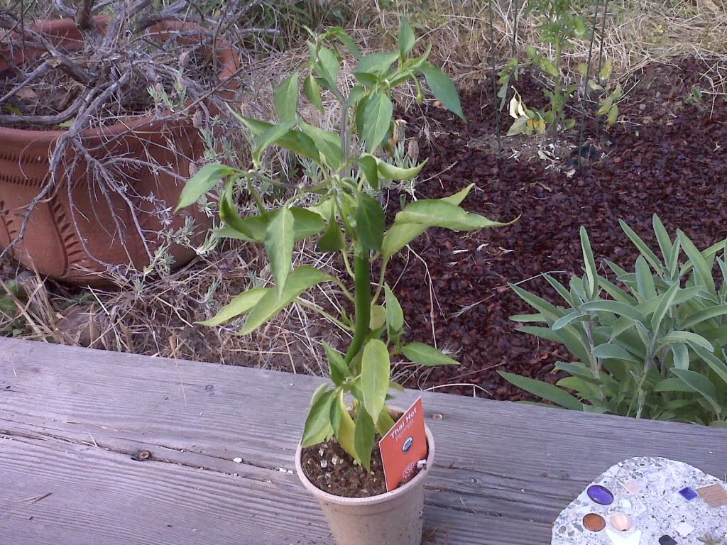 Hot thai pepper plant