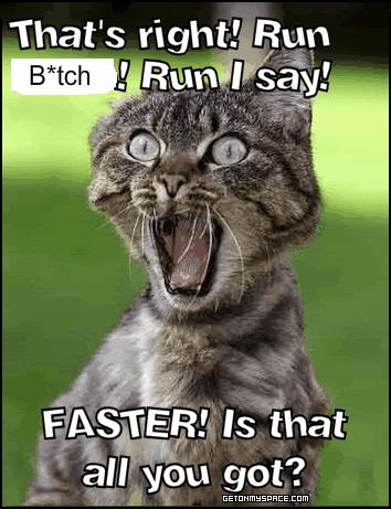pictures of funny cats. funny-cat-run-1.gif