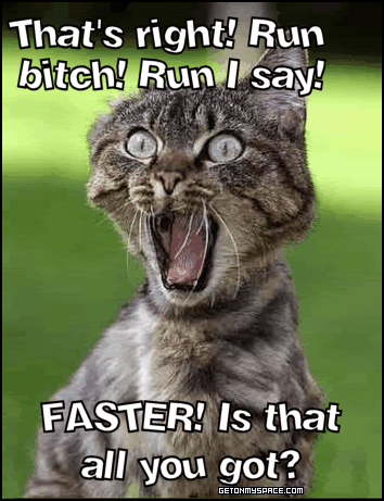 funny cat pictures. funny-cat-run.gif