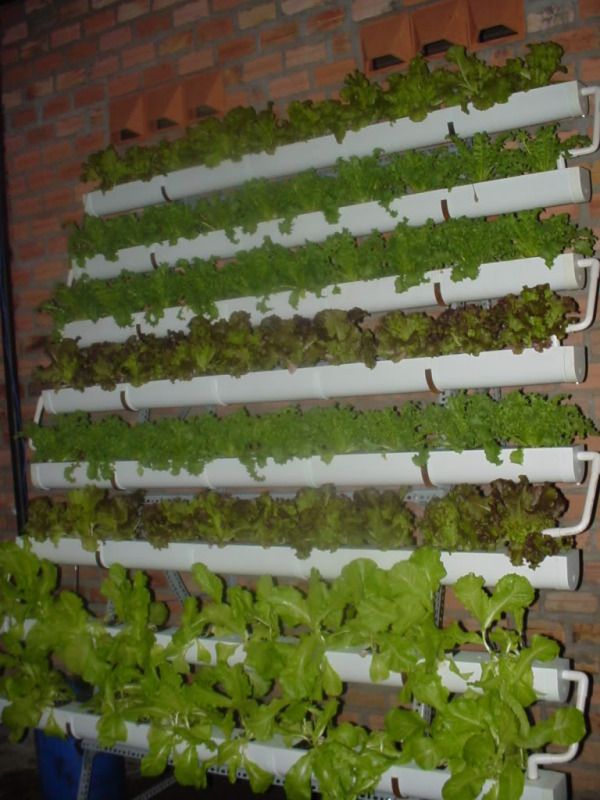 Giải pháp mới trồng rau sạch tại nhà phố thật đơn giản.Ai cũng có thể trồng được - 7
