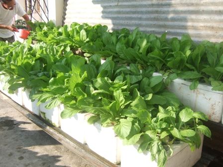 Giải pháp mới trồng rau sạch tại nhà phố thật đơn giản.Ai cũng có thể trồng được - 3