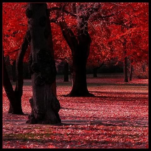 Red Autumn Pictures, Images and Photos