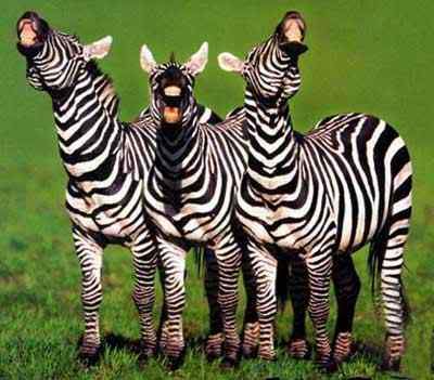 zebras-laughing.jpg Laughing Zebra image by audrey083053