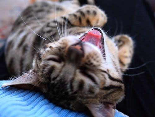 laughing cat picture