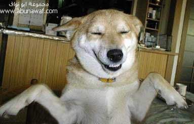 A Laughing Dog